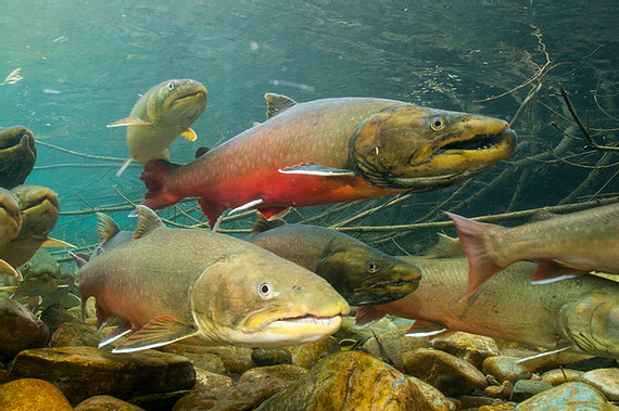 Bull Trout | Inland Northwest Land Conservancy