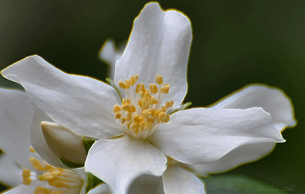 wildflowers-of-idaho-inland-northwest-land-conservancy