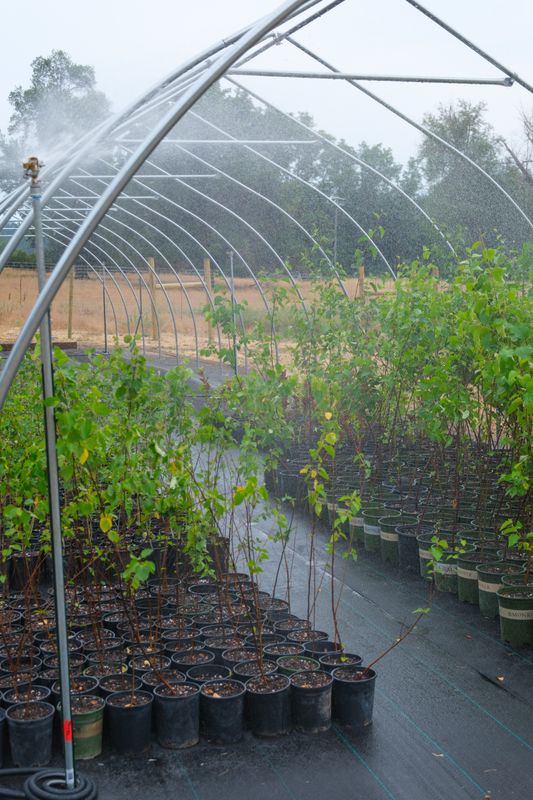 Nursery